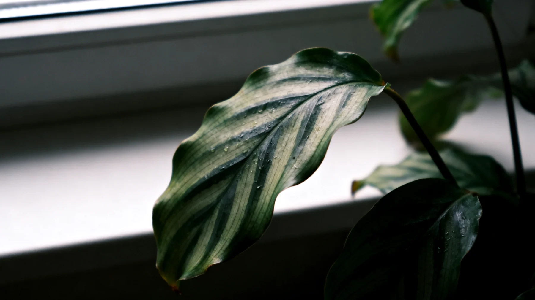 Calathea"