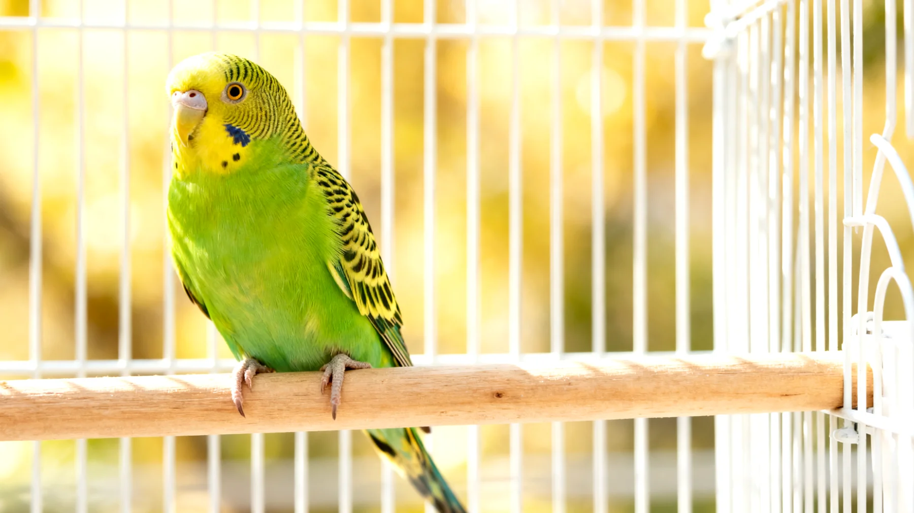 Wellensittiche werden in der Heimtierhaltung nicht kastriert, daher ist die Schmerzlinderung und Wundversorgung nach einer Kastration für diese Vogelart nicht relevant"